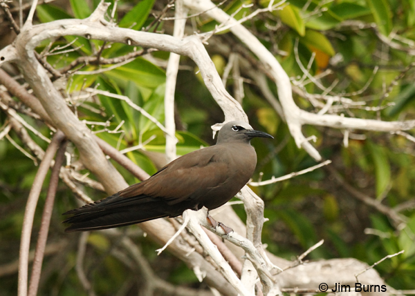 Brown Noddy in mangroves