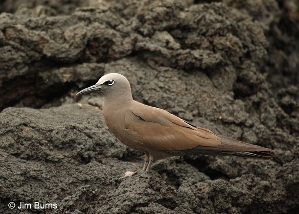 Brown Noddy portrait