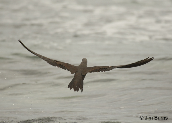 Brown Noddy skimming surf