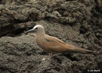 Brown Noddy portrait