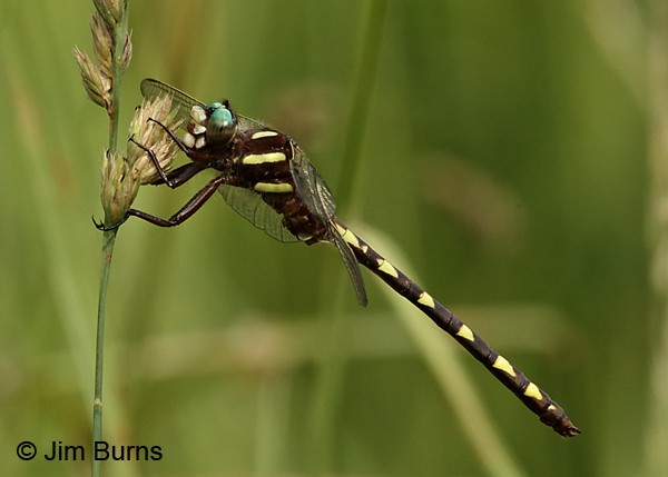 Brown Spiketail male, Augusta Co., VA, June 2017