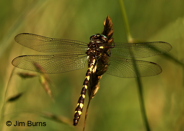 Brown Spiketail male dorsal view, Augusta Co., VA, June 2017