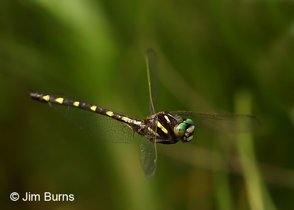 Brown Spiketail male in flight #2, Augusta Co., VA, June 2017