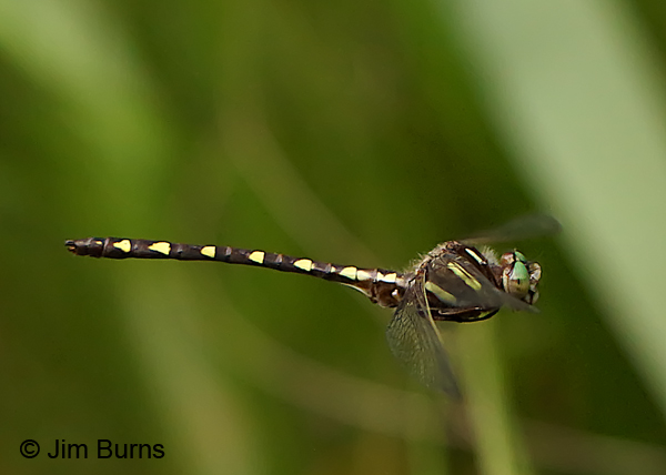 Brown Spiketail male in flight #3, Augusta Co., VA, June 2017