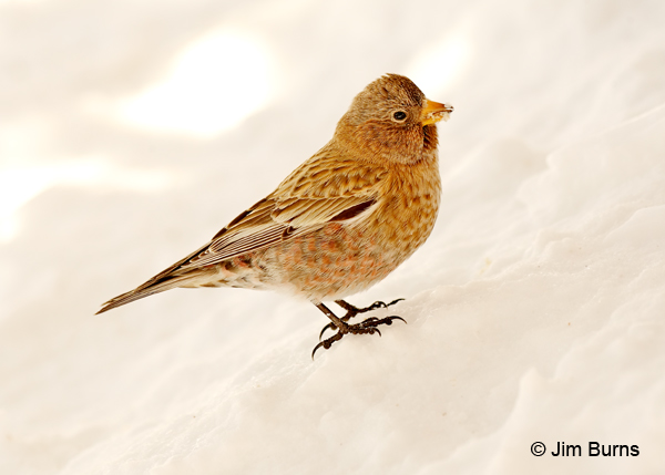 Brown-capped rosy-Finch first winter