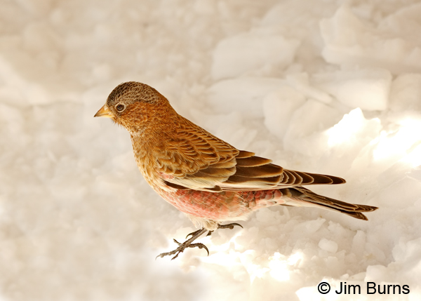 Brown-capped Rosy-Finch