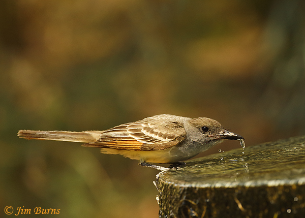Brown-crested Flycatcher juvenile drinking--1952