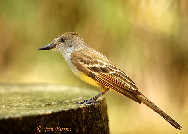 Brown-crested Flycatcher drinking--3634