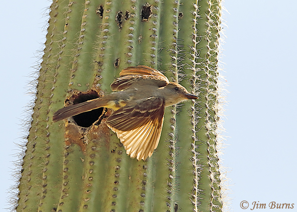 Brown-crested Flycatcher in flight--4081