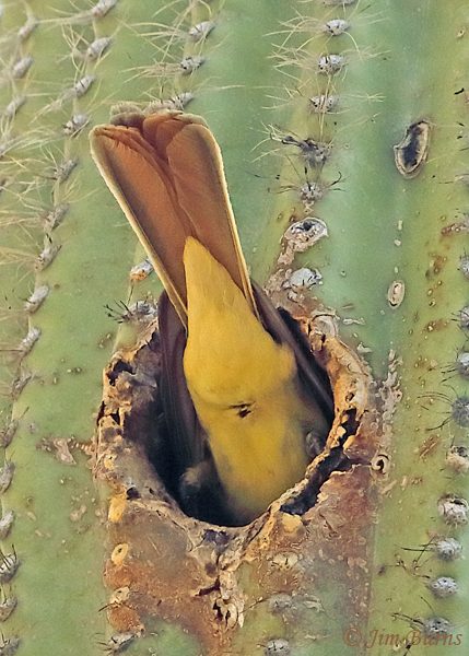 Brown-crested Flycatcher diagnostic undertail pattern--4088