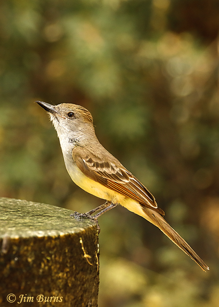 Brown-crested Flycatcher drinking #2--4333