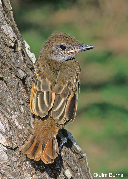 Brown-crested Flycatcher fledgling