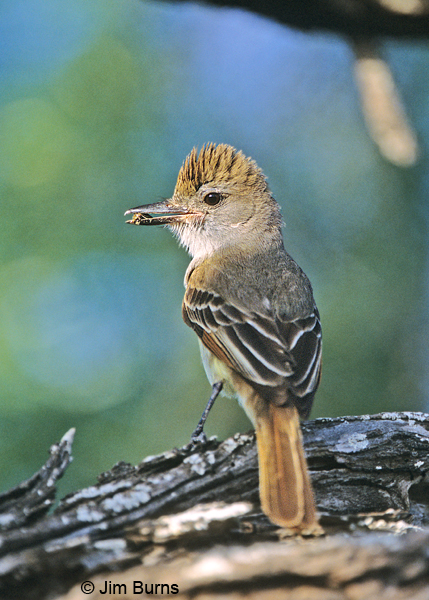 Brown-crested Flycatcher immature with insect