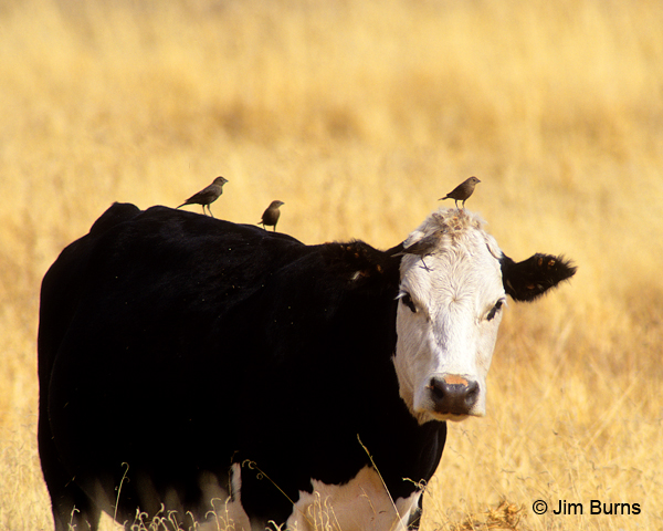 Brown-headed Cowbirds with cow