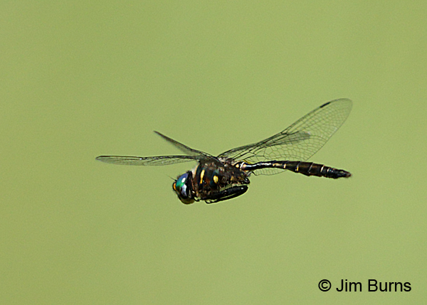 Brush-tipped Emerald male in flight, Door Co., WI, July 2017