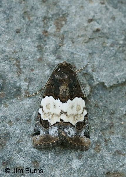 Bryolimnia ensina, Arizona