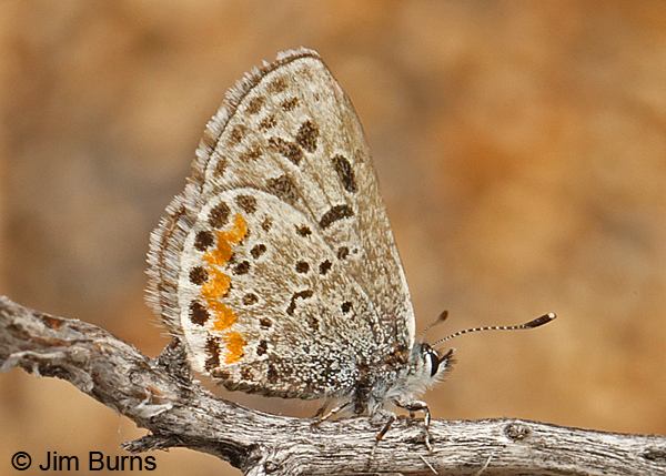 Buckwheat-Blue,-Arizona