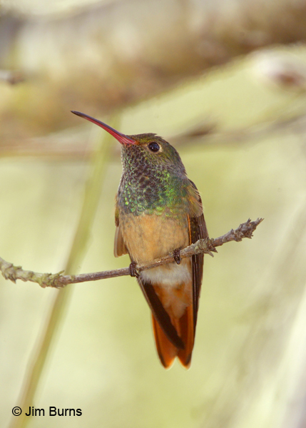 Buff-bellied Hummingbird ventral