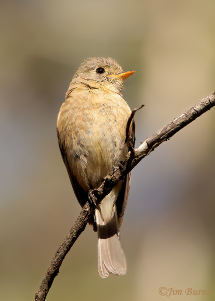 Buff-breasted Flyctcher ventral--3307