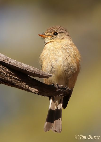 Buff-breasted Flycatcher #2--3345
