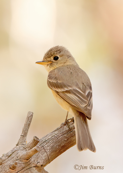 Buff-breasted Flycatcher dorsal view--3549