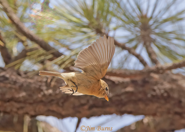 Buff-breasted Flycatcher in flight with nesting material--3659