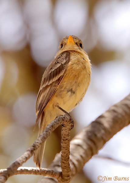 Buff-breasted Flycatcher lower mandible--3678