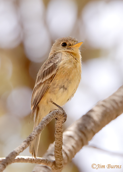 Buff-breasted Flycatcher, our smallest empidonax--3687