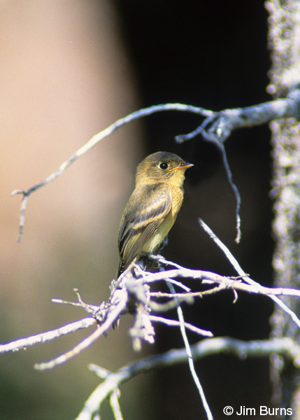 Buff-breasted Flycatcher