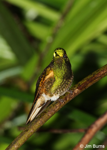 Buff-winged Starfrontlet ventral view
