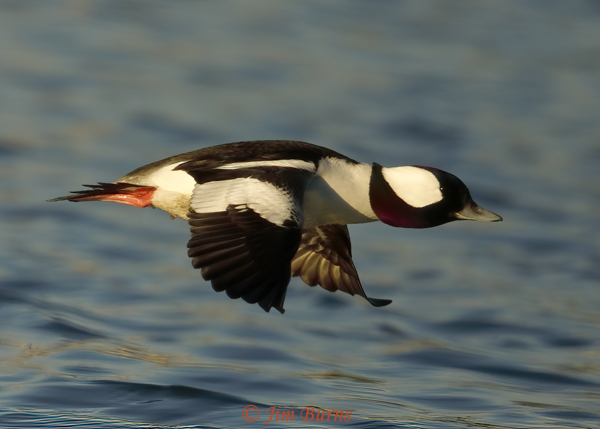 Bufflehead male--0859