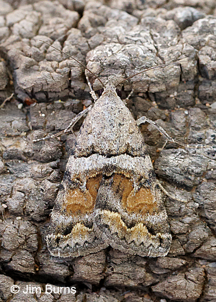 Bulia similaris #2, Arizona