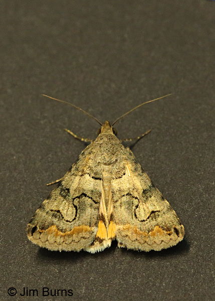 Bulia deducta, Arizona