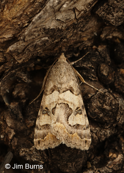 Bulia deducta, Sycamore Creek, Arizona