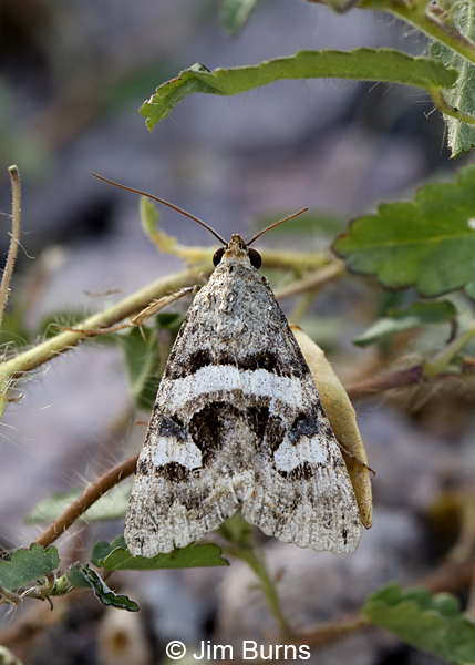 Bulia deducta in grass, Arizona--0567