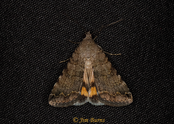 Bulia deducta hindwing detail, Arizona--0692