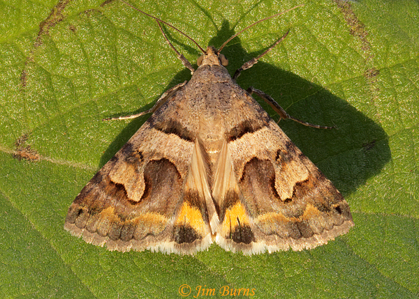 Bulia deducta, Arizona--1912