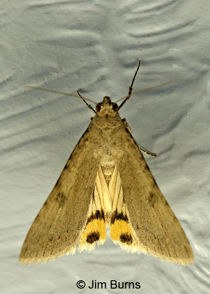 Bulia deducta 2 hindwing eyespots, Arizona
