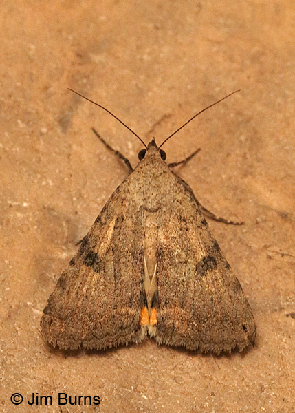 Bulia deducta #2 on tile, Arizona