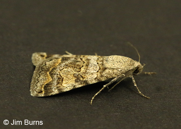 Bulia deducta 3, dorsolateral view, Arizona