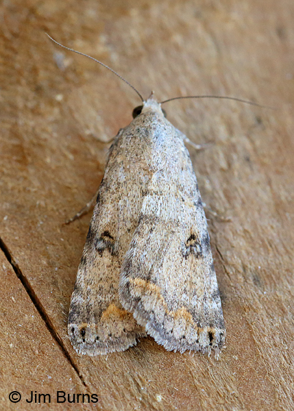 Bulia deducta #4, Arizona