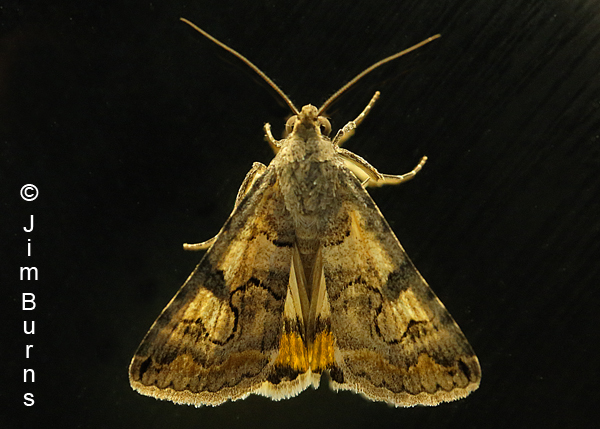 Bulia deducta on black, Arizona