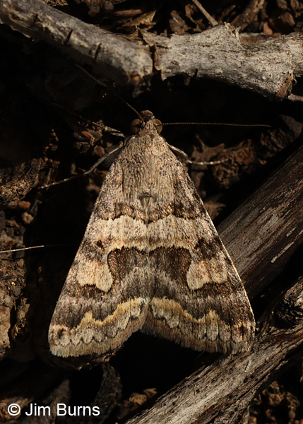 Bulia similaris, Arizona