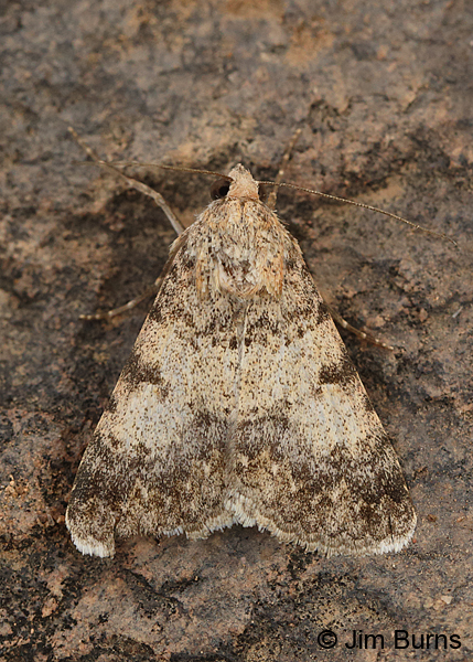 Bulia similaris, very worn individual, Arizona