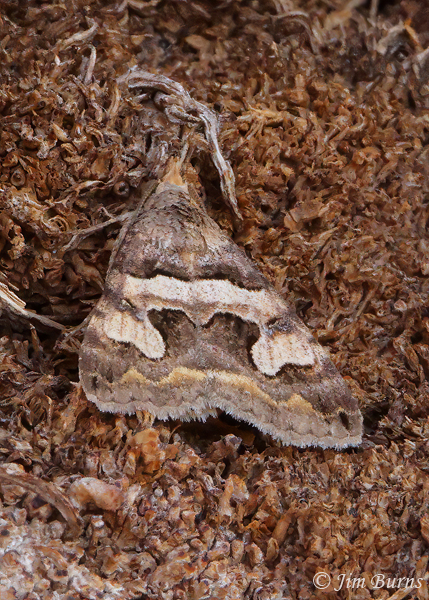 Bulia similaris on Fan Palm trunk, Arizona--1298