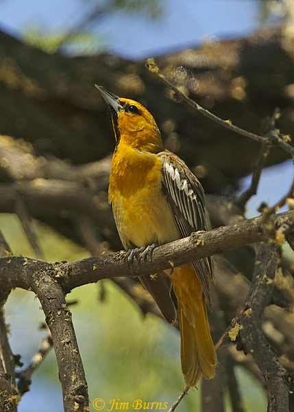Bullock's Oriole male in mesquite--0286