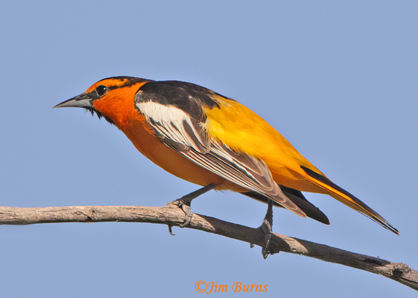 Bullock's Oriole male dorsal view--0865