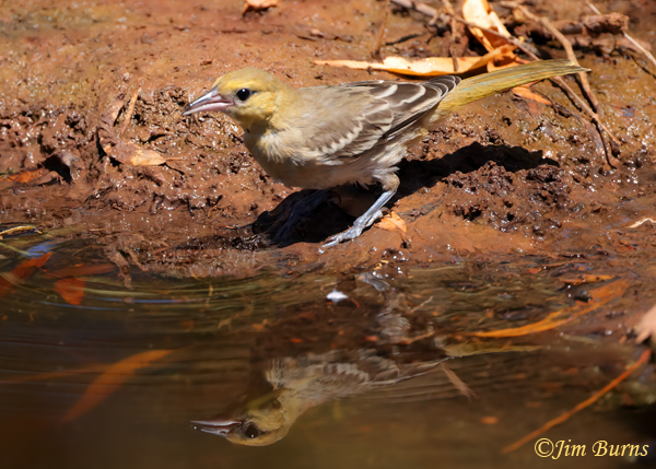 Bullock's Oriole juvenile at waterhole--1000