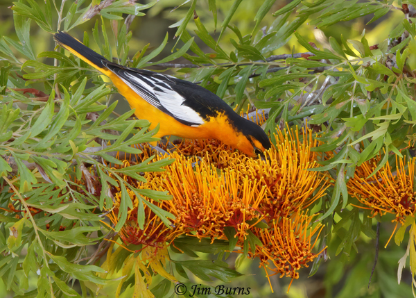 Bullock's Oriole male feeding in Silky Oak--4137