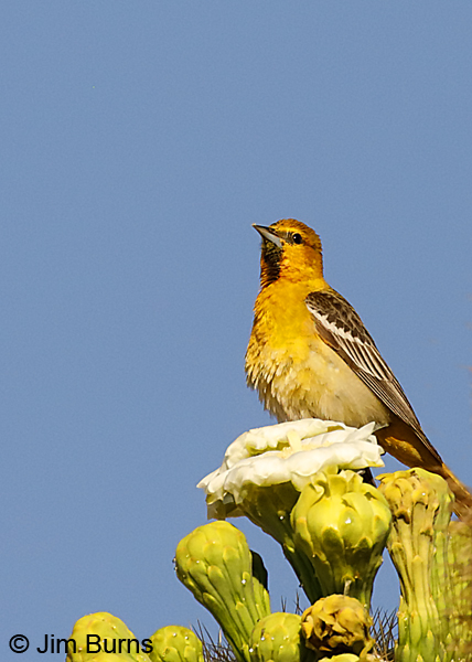 Bullock's Oriole first year male on Saguaro fruit 8654